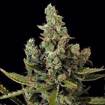Dinafem Cheese Cannabisblüte – gewachsen aus Feminisierte Hanfsamen von DinaFem Seeds