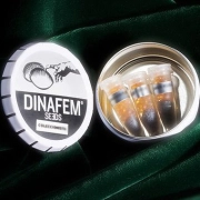 DinaFem Mix Cannabisblüte – gewachsen aus Feminisierte Hanfsamen von DinaFem Seeds