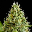 Dinamex Cannabisblüte – gewachsen aus Feminisierte Hanfsamen von DinaFem Seeds