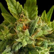 Fruit Automatic Cannabisblüte – gewachsen aus Automatic Hanfsamen von DinaFem Seeds