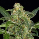 Haze 2.0 Auto Cannabisblüte – gewachsen aus Automatic Hanfsamen von DinaFem Seeds