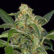 Haze 2.0 Auto Cannabisblüte – gewachsen aus Automatic Hanfsamen von DinaFem Seeds