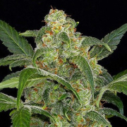 Haze 2.0 Auto Cannabis Blüte - gewachsen aus Automatic Hanfsamen für den Anbau