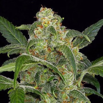 Haze 2.0 Auto Cannabisblüte – gewachsen aus Automatic Hanfsamen von DinaFem Seeds