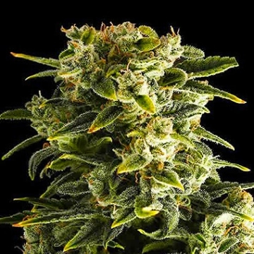 Haze Automatic Cannabisblüte – gewachsen aus Automatic Hanfsamen von DinaFem Seeds