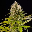 Industrial Plant Cannabisblüte – gewachsen aus Feminisierte Hanfsamen von DinaFem Seeds