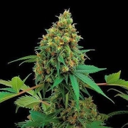 Moby Dick Cannabisblüte – gewachsen aus Feminisierte Hanfsamen von DinaFem Seeds