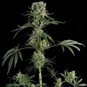 Moby Dick #2 Cannabisblüte – gewachsen aus Feminisierte Hanfsamen von DinaFem Seeds