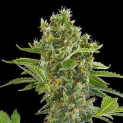 Moby Dick Auto Cannabisblüte – gewachsen aus Automatic Hanfsamen von DinaFem Seeds