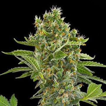 Moby Dick Auto Cannabisblüte – gewachsen aus Automatic Hanfsamen von DinaFem Seeds