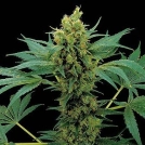 Moby Hash Cannabisblüte – gewachsen aus Feminisierte Hanfsamen von DinaFem Seeds