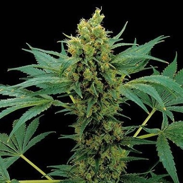 Moby Hash Cannabisblüte – gewachsen aus Feminisierte Hanfsamen von DinaFem Seeds