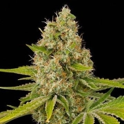 OG Kush Cannabisblüte – gewachsen aus Feminisierte Hanfsamen von DinaFem Seeds