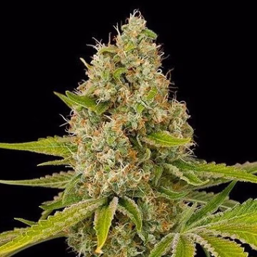 OG Kush Cannabisblüte – gewachsen aus Feminisierte Hanfsamen von DinaFem Seeds