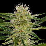 Original Amnesia Cannabisblüte – gewachsen aus Feminisierte Hanfsamen von DinaFem Seeds