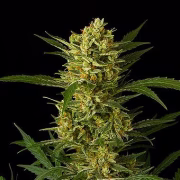 Original Amnesia Auto Cannabisblüte – gewachsen aus Automatic Hanfsamen von DinaFem Seeds