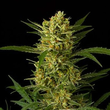 Original Amnesia Auto Cannabisblüte – gewachsen aus Automatic Hanfsamen von DinaFem Seeds