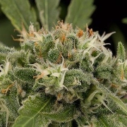 Original Strawberry Cough Cannabisblüte – gewachsen aus Feminisierte Hanfsamen von DinaFem Seeds