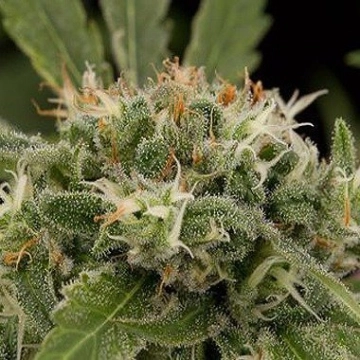 Original Strawberry Cough Cannabisblüte – gewachsen aus Feminisierte Hanfsamen von DinaFem Seeds