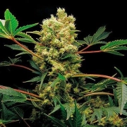 Power Kush Cannabisblüte – gewachsen aus Feminisierte Hanfsamen von DinaFem Seeds