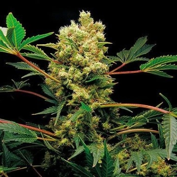 Power Kush Cannabisblüte – gewachsen aus Feminisierte Hanfsamen von DinaFem Seeds