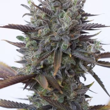 Purple Orange CBD Cannabisblüte – gewachsen aus Feminisierte Hanfsamen von DinaFem Seeds