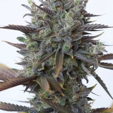 Purple Orange CBD Cannabisblüte – gewachsen aus Feminisierte Hanfsamen von DinaFem Seeds
