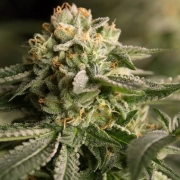 Remo Chemo Cannabisblüte – gewachsen aus Feminisierte Hanfsamen von DinaFem Seeds