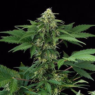 RoadRunner Auto Cannabisblüte – gewachsen aus Automatic Hanfsamen von DinaFem Seeds