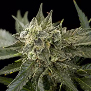 Roadrunner Automatic #2 Cannabisblüte – gewachsen aus Automatic Hanfsamen von DinaFem Seeds