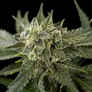 Roadrunner Automatic #2 Cannabisblüte – gewachsen aus Automatic Hanfsamen von DinaFem Seeds