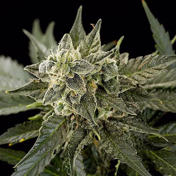 Roadrunner Automatic #2 Cannabisblüte – gewachsen aus Automatic Hanfsamen von DinaFem Seeds