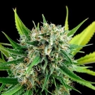 Royal Haze Cannabisblüte – gewachsen aus Feminisierte Hanfsamen von DinaFem Seeds
