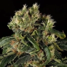 Santa Sativa Cannabisblüte – gewachsen aus Feminisierte Hanfsamen von DinaFem Seeds