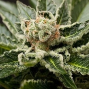 Shark Attack Cannabisblüte – gewachsen aus Feminisierte Hanfsamen von DinaFem Seeds