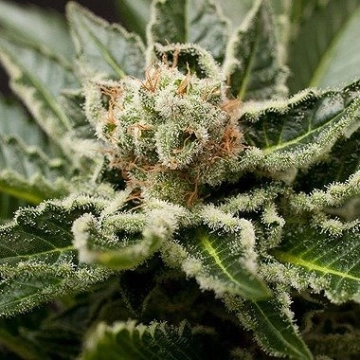 Shark Attack Cannabisblüte – gewachsen aus Feminisierte Hanfsamen von DinaFem Seeds