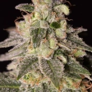 Shark Shock CBD Cannabisblüte – gewachsen aus Feminisierte Hanfsamen von DinaFem Seeds