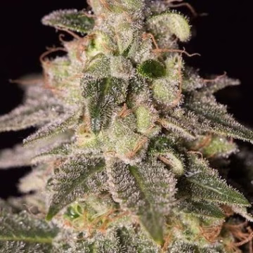 Shark Shock CBD Cannabisblüte – gewachsen aus Feminisierte Hanfsamen von DinaFem Seeds