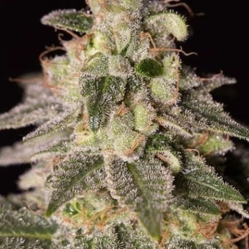 Shark Shock CBD Cannabisblüte – gewachsen aus Feminisierte Hanfsamen von DinaFem Seeds