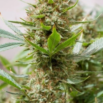 Strawberry Amnesia Cannabisblüte – gewachsen aus Feminisierte Hanfsamen von DinaFem Seeds