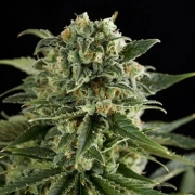 Super Critical Haze Cannabisblüte – gewachsen aus Feminisierte Hanfsamen von DinaFem Seeds