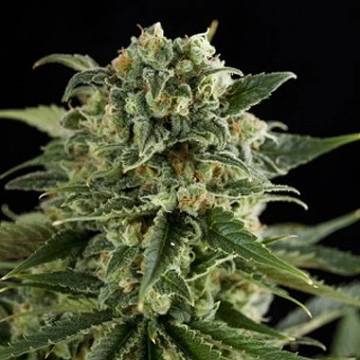 Super Critical Haze Cannabisblüte – gewachsen aus Feminisierte Hanfsamen von DinaFem Seeds