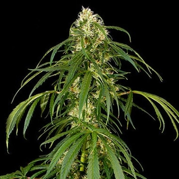 Super Silver Haze Cannabisblüte – gewachsen aus Feminisierte Hanfsamen von DinaFem Seeds