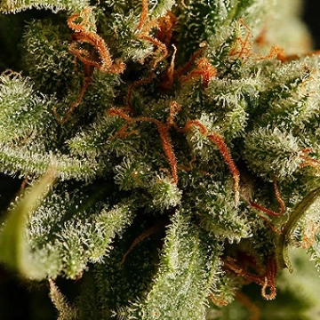 Sweet Deep Grapefruit Cannabisblüte – gewachsen aus Feminisierte Hanfsamen von DinaFem Seeds