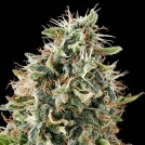 White Siberian Cannabisblüte – gewachsen aus Feminisierte Hanfsamen von DinaFem Seeds
