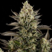 White Widow – DinaFem Seeds – Feminisiert – Produktansicht 2
