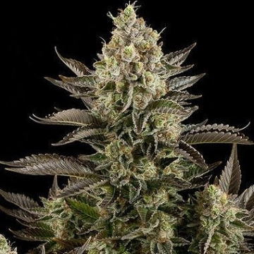 White Widow Cannabisblüte – gewachsen aus Feminisierte Hanfsamen von DinaFem Seeds