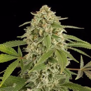 White Widow Auto Cannabisblüte – gewachsen aus Automatic Hanfsamen von DinaFem Seeds