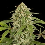 White Widow Auto Cannabisblüte – gewachsen aus Automatic Hanfsamen von DinaFem Seeds
