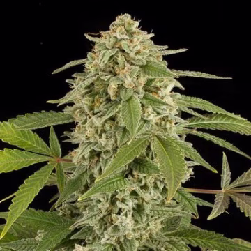 White Widow Auto Cannabisblüte – gewachsen aus Automatic Hanfsamen von DinaFem Seeds